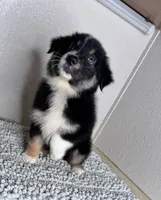 Black tri Chipa, a male Australian Shepherd for sale in Frostproof, FL – 3 of 4