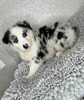 Blue Merle Acuarela , a female Australian Shepherd for sale in Frostproof, FL – 2 of 9