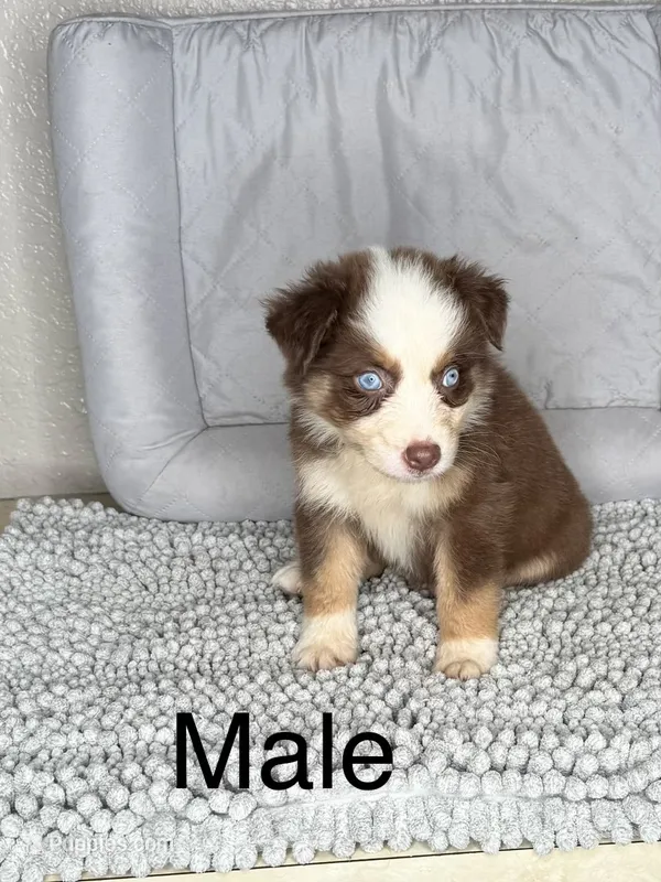 No name – Australian Shepherd puppy for sale in Lake Wales, FL