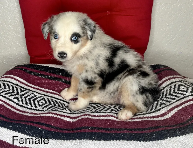 No name – Australian Shepherd puppy for sale in Lake Wales, FL