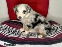 No name, a female Australian Shepherd for sale in Lake Wales, FL – 1 of 5