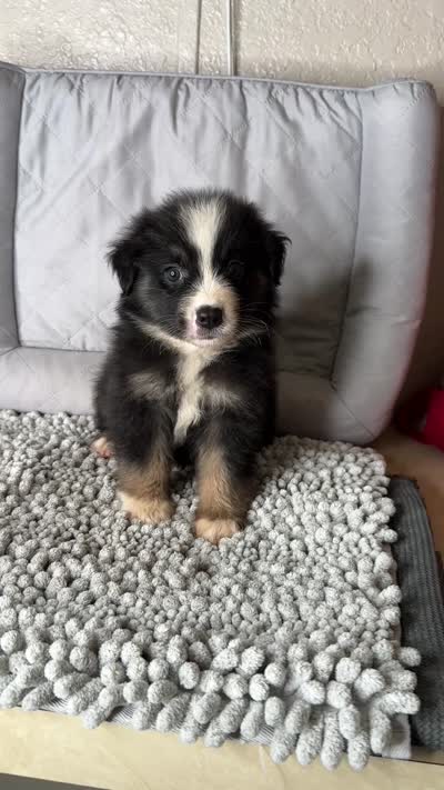 No name, a male Australian Shepherd for sale in Lake Wales, FL – 5 of 5
