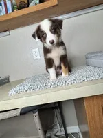 Chocolate tri Chipa, a male Australian Shepherd for sale in Frostproof, FL – 3 of 4