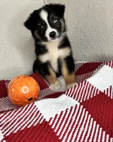 Black Tri Nostra, a female Australian Shepherd for sale in Frostproof, FL – 5 of 6