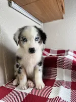 Blue Merle Nostra, a male Australian Shepherd for sale in Frostproof, FL – 5 of 7