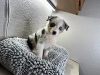 Blue Merle Chipa , a female Australian Shepherd for sale in Frostproof, FL – 3 of 4
