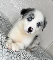 Blue Merle Acuarela , a female Australian Shepherd for sale in Frostproof, FL – 1 of 9