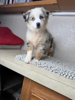 Blue Merle Chipa , a male Australian Shepherd for sale in Frostproof, FL – 4 of 4