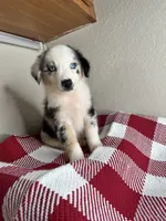 Blue Merle Nostra, a male Australian Shepherd for sale in Frostproof, FL – 4 of 7