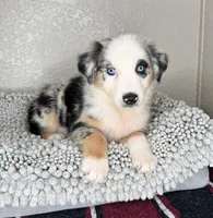 Blue Merle Acuarela, a female Australian Shepherd for sale in Frostproof, FL – 4 of 8