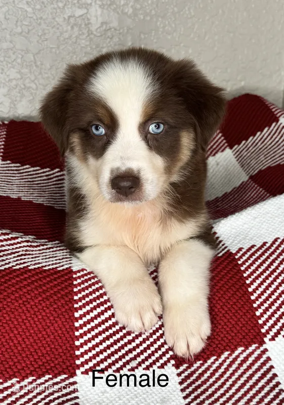 Chocolate Tri Nostra – Australian Shepherd puppy for sale in Frostproof, FL