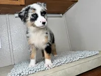 Blue Merle  Chipa , a female Australian Shepherd for sale in Frostproof, FL – 3 of 4