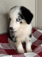Blue Merle Nostra, a male Australian Shepherd for sale in Frostproof, FL – 2 of 7