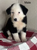 Black Tri Nostra, a male Australian Shepherd for sale in Frostproof, FL – 7 of 7
