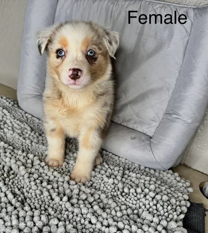 No name – Australian Shepherd puppy for sale in Lake Wales, FL