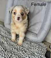 No name, a female Australian Shepherd for sale in Lake Wales, FL – 1 of 6
