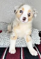 Red Merle Acuarela, a female Australian Shepherd for sale in Lake Wales, FL – 2 of 10