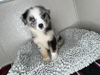 Blue Merle Acuarela, a male Australian Shepherd for sale in Frostproof, FL – 8 of 8
