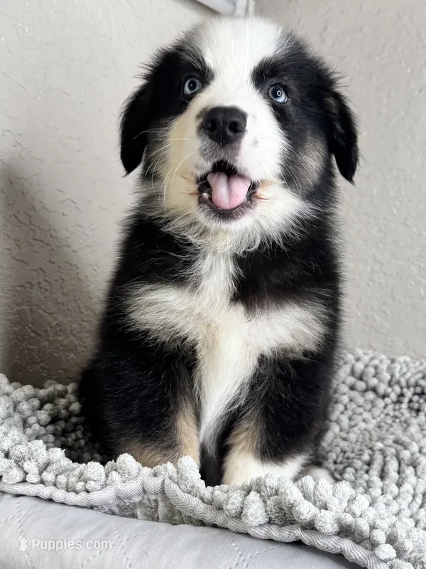 Black Tri Acuarela  – Australian Shepherd puppy for sale in Frostproof, FL
