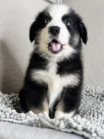 Black Tri Acuarela , a male Australian Shepherd for sale in Frostproof, FL – 1 of 8