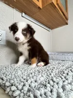 Chocolate tri Chipa, a male Australian Shepherd for sale in Frostproof, FL – 4 of 4