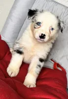 No name, a male Australian Shepherd for sale in Lake Wales, FL – 4 of 5