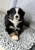 No name, a male Australian Shepherd for sale in Lake Wales, FL – 2 of 5