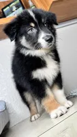 Black tri Chipa, a male Australian Shepherd for sale in Frostproof, FL – 4 of 4