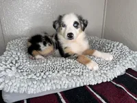 Blue Merle Acuarela, a female Australian Shepherd for sale in Frostproof, FL – 6 of 8