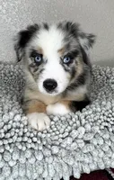 Blue Merle Acuarela, a male Australian Shepherd for sale in Frostproof, FL – 4 of 8