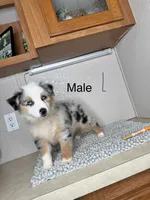 Blue Merle Chipa , a male Australian Shepherd for sale in Frostproof, FL – 2 of 4