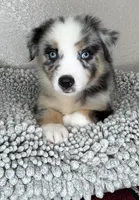 Blue Merle Acuarela, a male Australian Shepherd for sale in Frostproof, FL – 3 of 8
