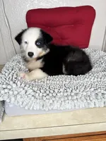 Black tri Chipa , a female Australian Shepherd for sale in Frostproof, FL – 3 of 4