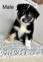 Black tri Chipa, a male Australian Shepherd for sale in Frostproof, FL – 1 of 4