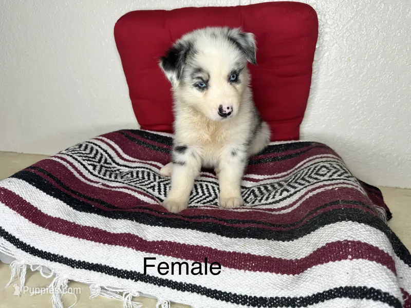 No name – Australian Shepherd puppy for sale in Lake Wales, FL