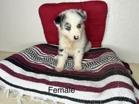 No name, a female Australian Shepherd for sale in Lake Wales, FL – 1 of 4