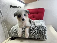 Blue Merle Chipa , a female Australian Shepherd for sale in Frostproof, FL – 4 of 4