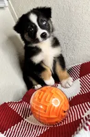 Black Tri Nostra, a female Australian Shepherd for sale in Frostproof, FL – 3 of 6