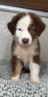 Chocolate Tri Nostra, a male Australian Shepherd for sale in Frostproof, FL – 2 of 6