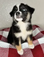 Black Tri Nostra, a female Australian Shepherd for sale in Frostproof, FL – 2 of 6