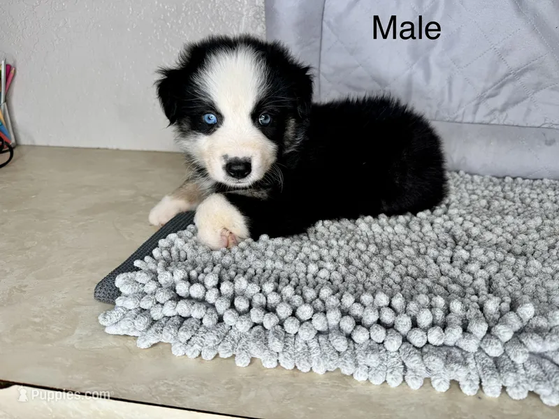 No name – Australian Shepherd puppy for sale in Lake Wales, FL