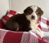 Chocolate Tri Nostra, a female Australian Shepherd for sale in Frostproof, FL – 5 of 7