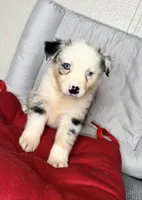 No name, a male Australian Shepherd for sale in Lake Wales, FL – 3 of 5