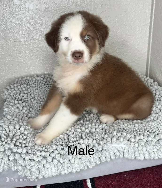 Chocolate Tri Nostra – Australian Shepherd puppy for sale in Frostproof, FL