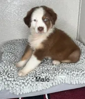 Chocolate Tri Nostra, a male Australian Shepherd for sale in Frostproof, FL – 1 of 6