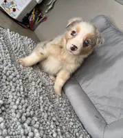 No name, a female Australian Shepherd for sale in Lake Wales, FL – 6 of 6