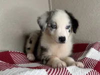 Blue Merle Nostra, a male Australian Shepherd for sale in Frostproof, FL – 6 of 7