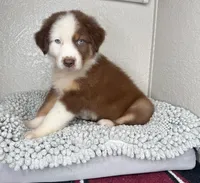 Chocolate Tri Nostra, a male Australian Shepherd for sale in Frostproof, FL – 6 of 6