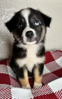 Black Tri Nostra, a female Australian Shepherd for sale in Frostproof, FL – 4 of 6