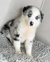 Blue Merle Acuarela , a female Australian Shepherd for sale in Frostproof, FL – 4 of 9